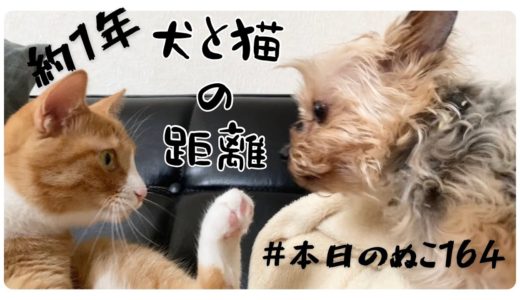 本日のぬこ164【犬と猫一緒に暮らして約一年、その距離は…】