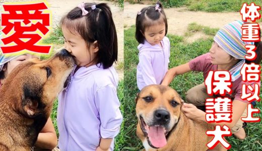 4歳少女が体重３倍以上ある保護犬と仲良くなれるか？やってみた❗️