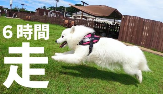 走るの好きすぎ！ドッグランで６時間遊び倒す犬【日本スピッツ】