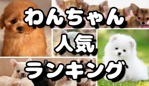 人気犬種ランキング 飼いやすいワンちゃんは？