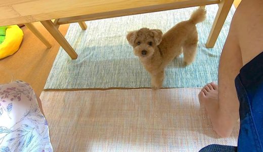 ママがパパの隣に移動すると犬も慌ててパパに抱っこをせがむのが可愛いw【トイプードル】