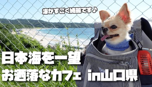 犬と日本海を一望できるお洒落なカフェに行くと、海がだれよりも映えてしまったチワワのみるく【dog】【chihuahua】【travel】