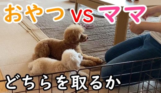 【検証】おやつ VS ママ、保護犬姉妹が好きなのはどっち？