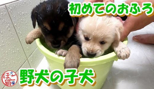 【犬　子犬　保護犬】子犬を保護　初めてのお風呂　初めてのごはん　初めてお母さんと離れておやすみ１