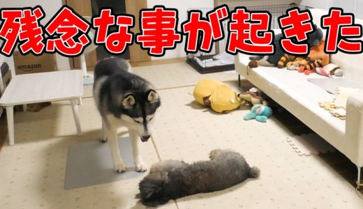 残念な事が起きました。ハスキー犬保護犬トイプードル