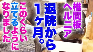 犬椎間板ヘルニア　退院からちょうど1ヶ月。かなり立てるようになった