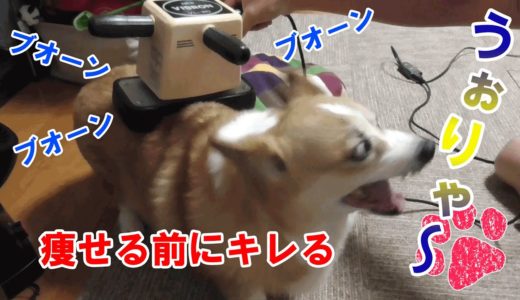 振動マシンで犬も一緒にダイエット！【コーギーチロ】