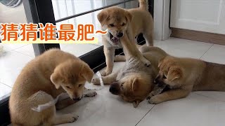 不满两个月的中华田园犬，竟有9斤多，这体格一般奶狗望尘莫及！