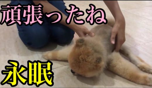 【保護犬】酷い飼い主に捨てられ保護された体が麻痺のポメラニアンが永眠...