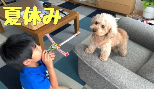 【夏休み】やんちゃな小学生が動じない犬に絡むとこうなるw　トイプードル ／マルプー