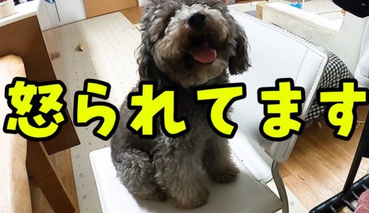 飼い主ブチ切れ！こっぴどく叱りました！　ハスキー犬と保護犬トイプードル