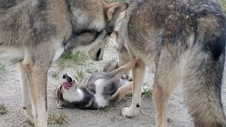 狼犬子犬のおやつの取り合いが可愛い件