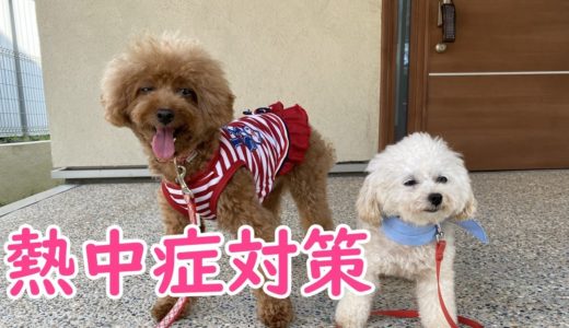 犬の熱中症対策してますか？