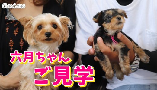 六月ちゃんご見学【ヨークシャーテリア専門犬舎チャオカーネ】