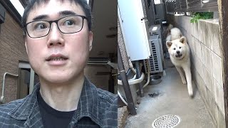 秋田犬に寝起きドッキリ仕掛けてみた！