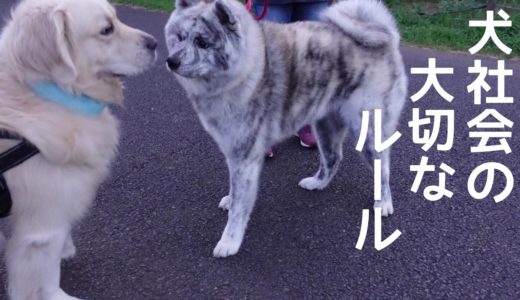 意外に大変な犬社会の大切なルール【犬関係の悩み】