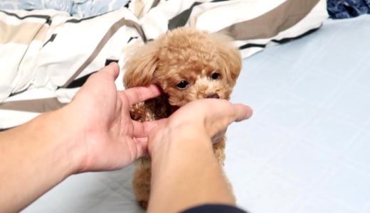 飼い主が帰ってくると犬はこうなる【トイプードルのコロン】