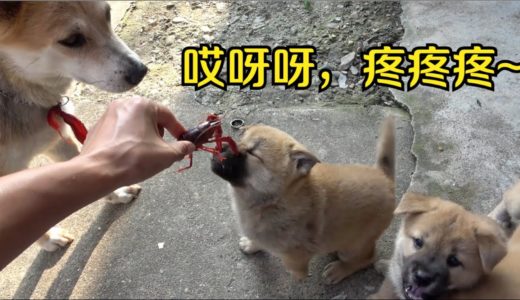 中华田园犬奶狗挑战小龙虾，惨叫声连连，主人幸灾乐祸看笑话！