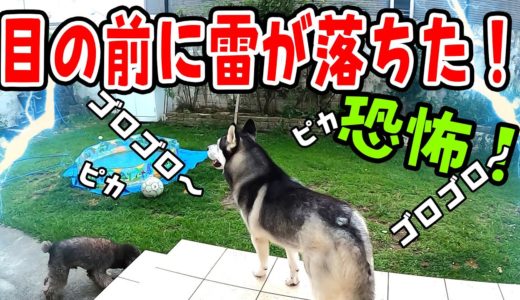 雷が落ちた！飼い主も犬達もパニック！ハスキー犬　保護犬トイプードル