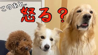 犬が怒りました！息を吹きかけただけなのに...。【ボーダーコリー】