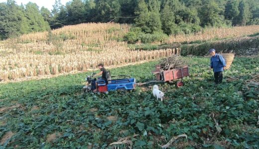 田園犬跟著主人上山砍柴，無限大的田野隨便奔跑撒歡，狗生太自由了