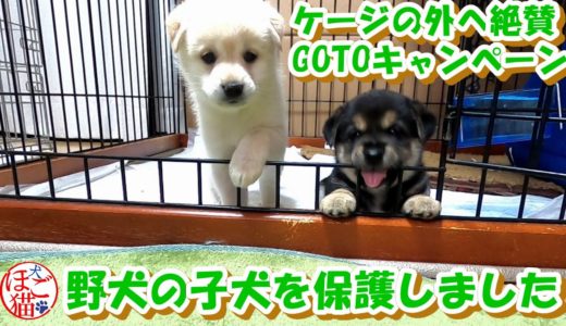 【子猫　子犬　保護犬　保護猫】野犬の子犬２匹を保護しました　今度こそケージの外へＧＯＴＯキャンペーン？！