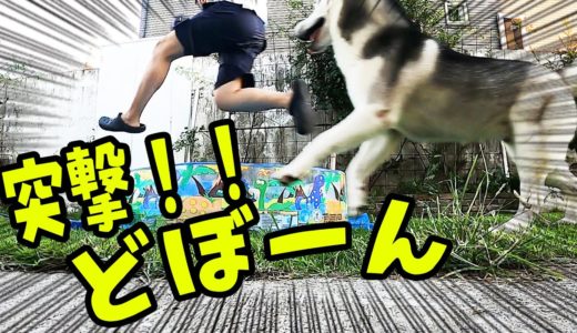 命がけ！挑んできたハスキー犬に本気になった飼い主