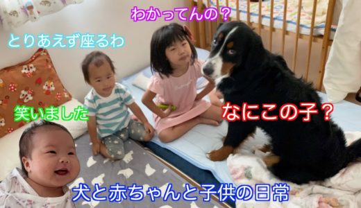 【犬と赤ちゃんと子供】２ヶ月の妹が笑顔に！？平和な日々を過ごす　バーニーズマウンテンドッグ　 bernese mountain dog