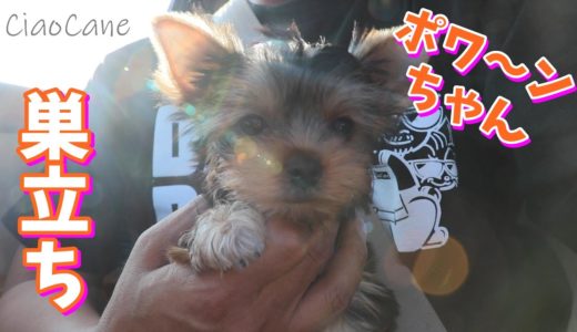 ポワ～ンちゃん巣立ち【ヨークシャーテリア専門犬舎チャオカーネ】