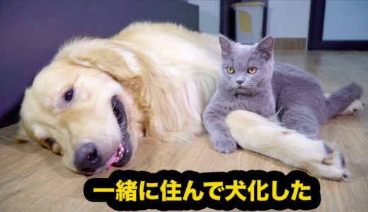 犬化した猫がかわいい🐱自分を完全に犬だと勘違いしている猫・超仲良しゴールデンレトリバーと猫たち