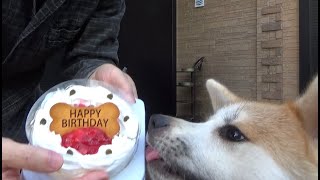 秋田犬に誕生日ケーキ買ってきた！