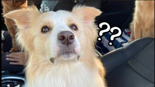 犬が言うことを聞きません...反抗期？【ボーダーコリー】