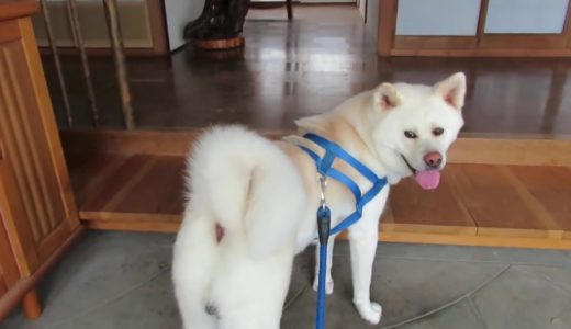 【秋田犬ゆうき】おやつには負けるが暑い夏には水より先に欲しいモノがある【akita dog】