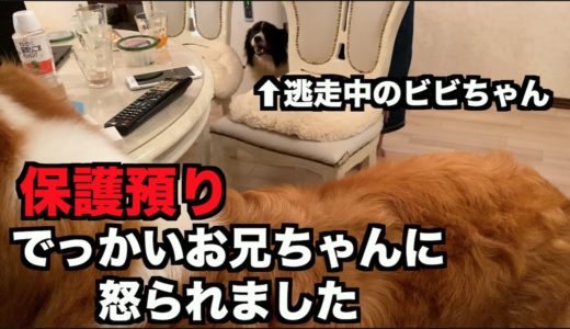 保護犬ボーダー・お友達の家に行く【20-21日】