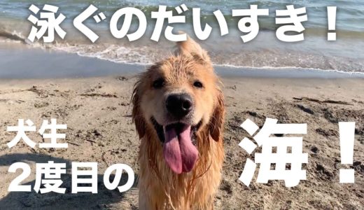 金髪美少年犬と海に行く！