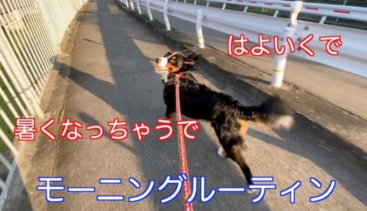 【SMOOTH Ｘ】を使って撮影父ちゃんと大型犬の休日のモーニングルーティン　公園を楽しむ　バーニーズマウンテンドッグ　 bernese mountain dog