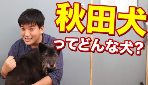 【犬種紹介】秋田犬ってどんな犬？特徴や注意点など！