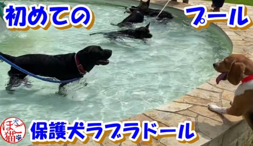 【子猫　子犬　保護犬】初めて家庭用プールで泳ぐラブラドールレトリバー