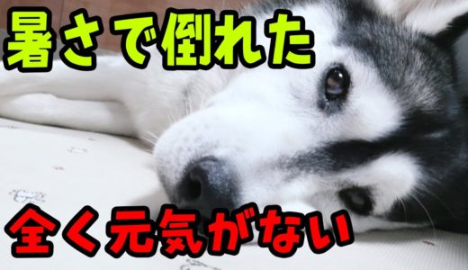 暑さで倒れ！元気がないんです。ハスキー犬と保護犬トイプードル