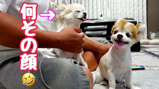 突然の雷に震える老犬と、ひとみ婆さんみたいな顔をする妹犬チワワｗ