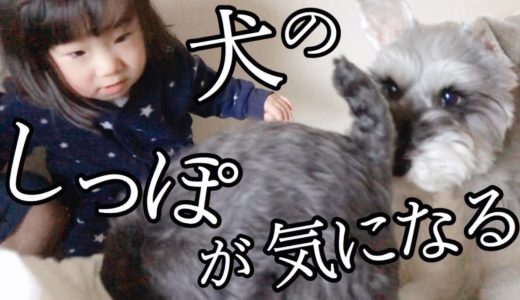 【犬と子ども】しっぽを連呼する娘が可愛かった【シュナウザージジトト】