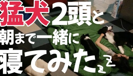 犬と毎日一緒に寝てる人が居るって本当ですか？