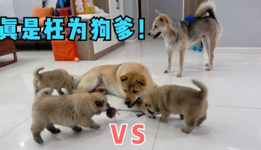 中华田园犬阿黄抢狗娃玩具，模范狗爹形象全无，灰灰都看不下去了