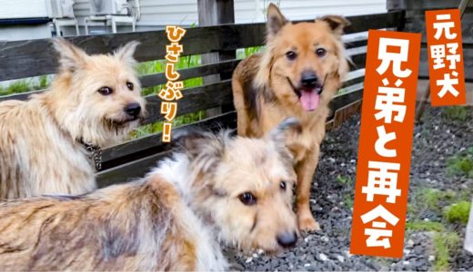 保護犬の兄弟と感動の再会2020続編！ドッグランで大はしゃぎです！