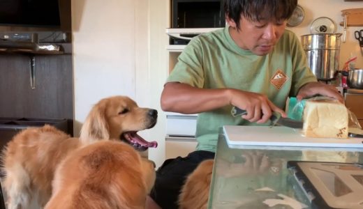 犬に食パンをあげても問題はありませんが、この食パンは超高級で1本で3500円(送込)くらいするのが問題なのです