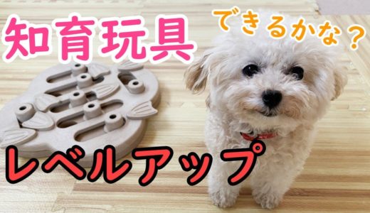 天才犬現る？ニーナ・オットソン、レベル２に挑戦