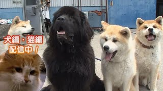 「どうぶつピース！！かわいい大図鑑」犬編（74）海の家デビューする超巨大看板犬