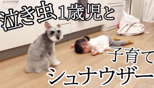 【ありがとう】犬に育児を助けられています【シュナウザージジトト】