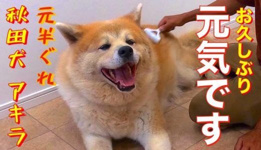 【元噛み犬】僕の手の骨を折った（笑）秋田犬アキラ復活⁉️