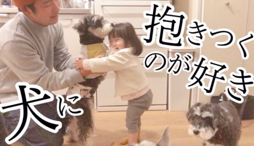 【可愛い】犬にぎゅーする1歳娘【シュナウザーと子ども】